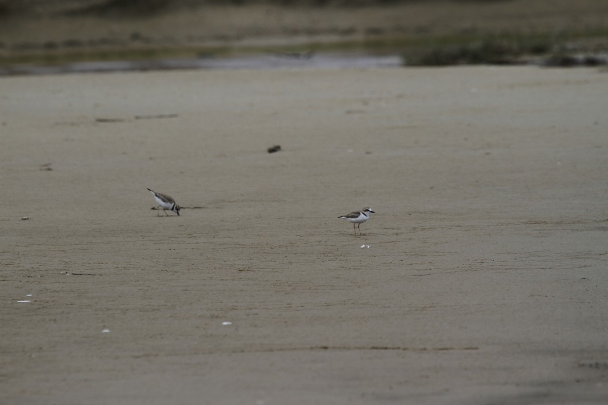 Collared Plover - ML613638142