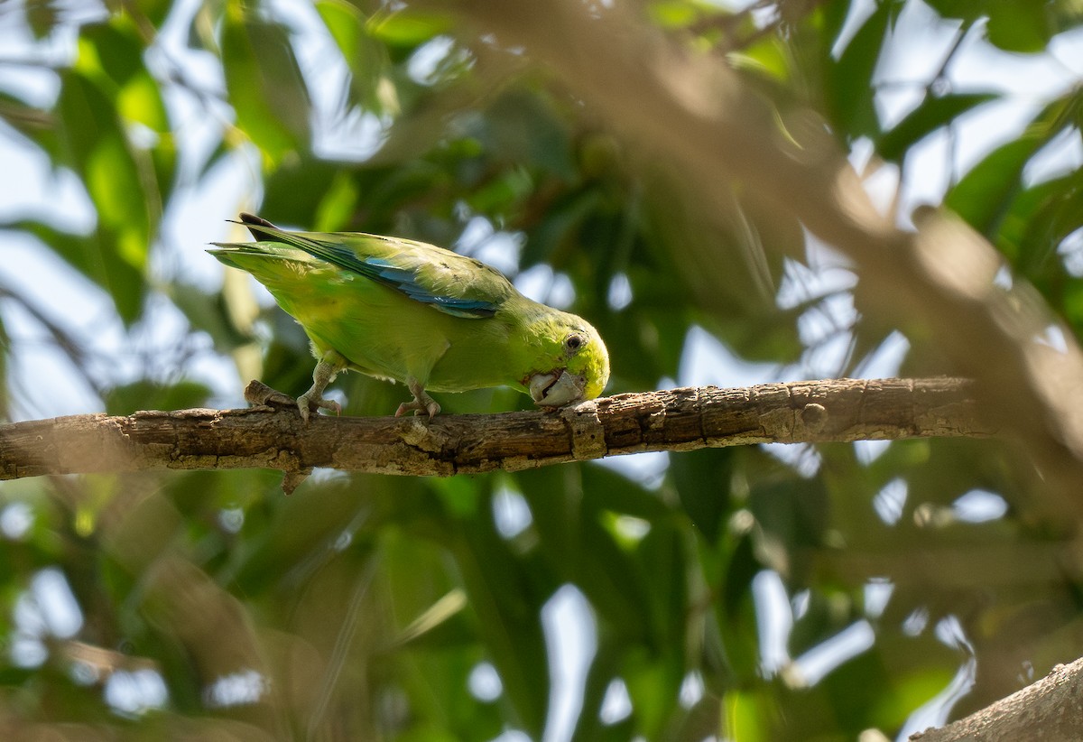 Blaubürzel-Sperlingspapagei (cyanopygius) - ML613638170