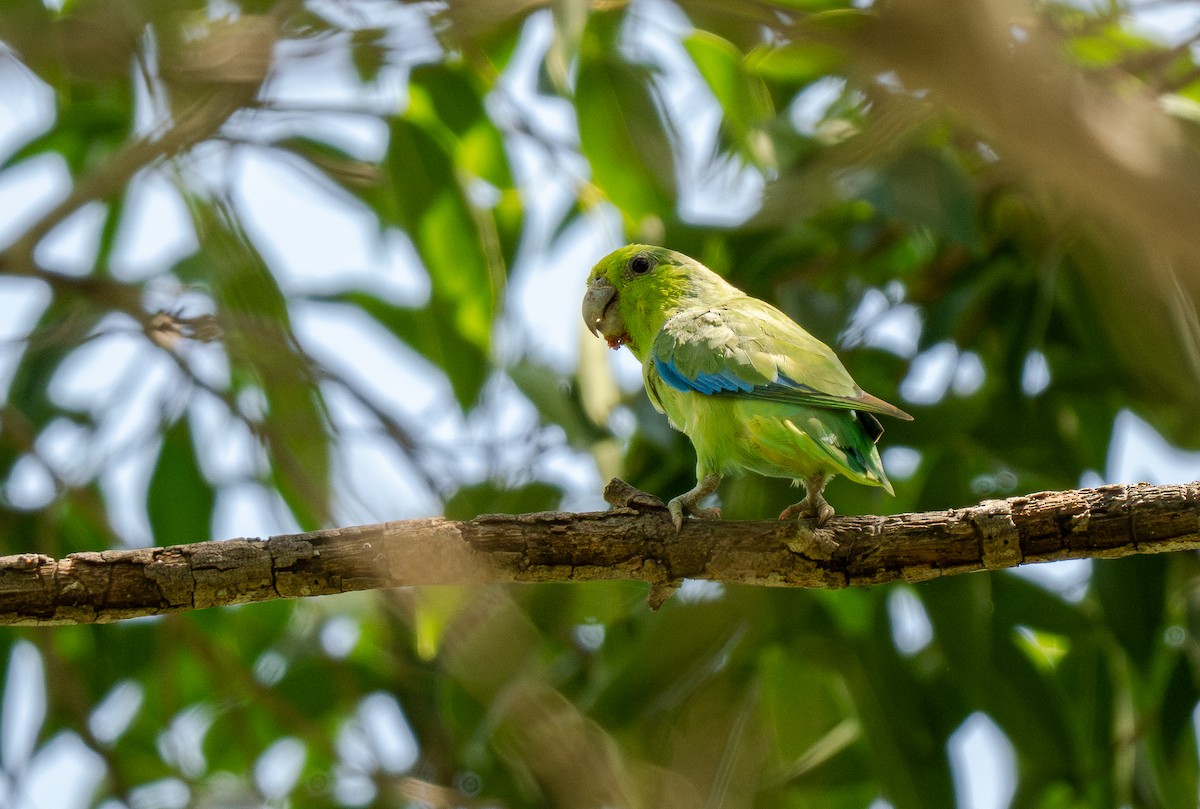 Meksika Serçe Papağanı (cyanopygius) - ML613638171