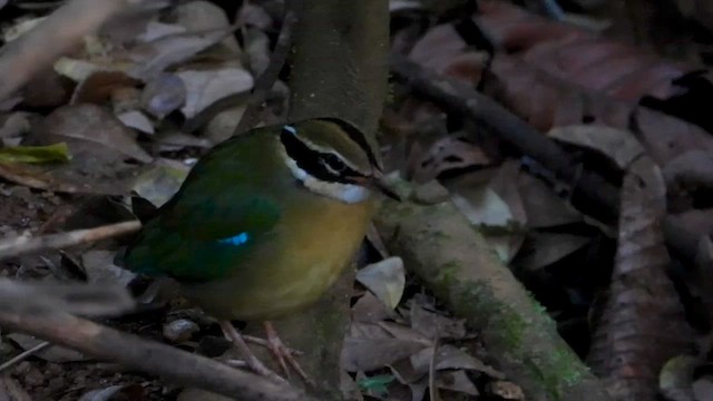 Indian Pitta - ML613638207