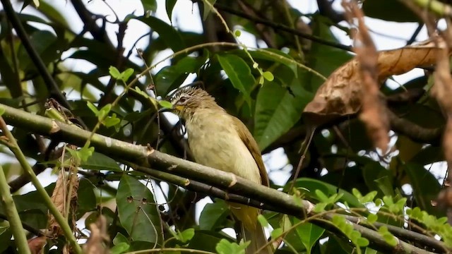 Bulbul à sourcils blancs - ML613638220