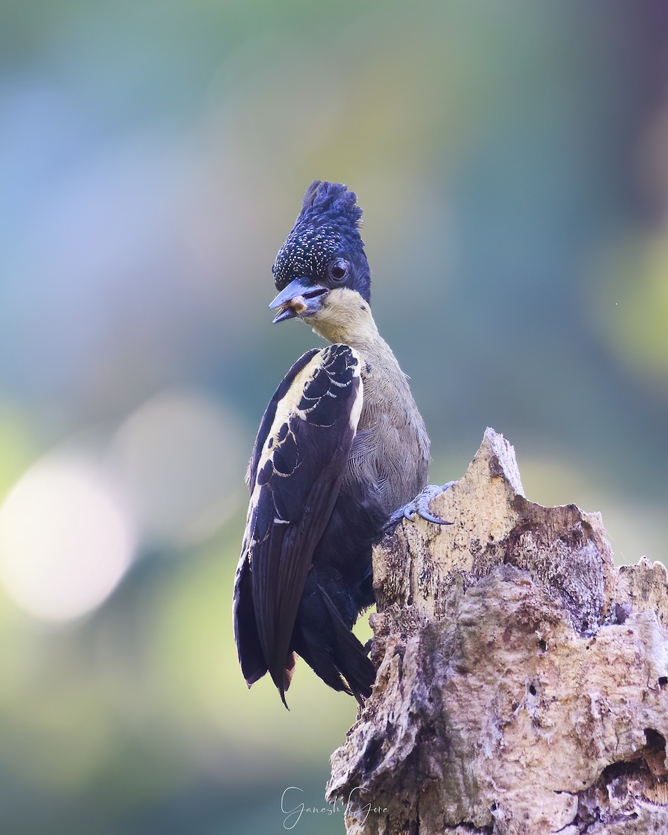 Heart-spotted Woodpecker - Ganesh Gore