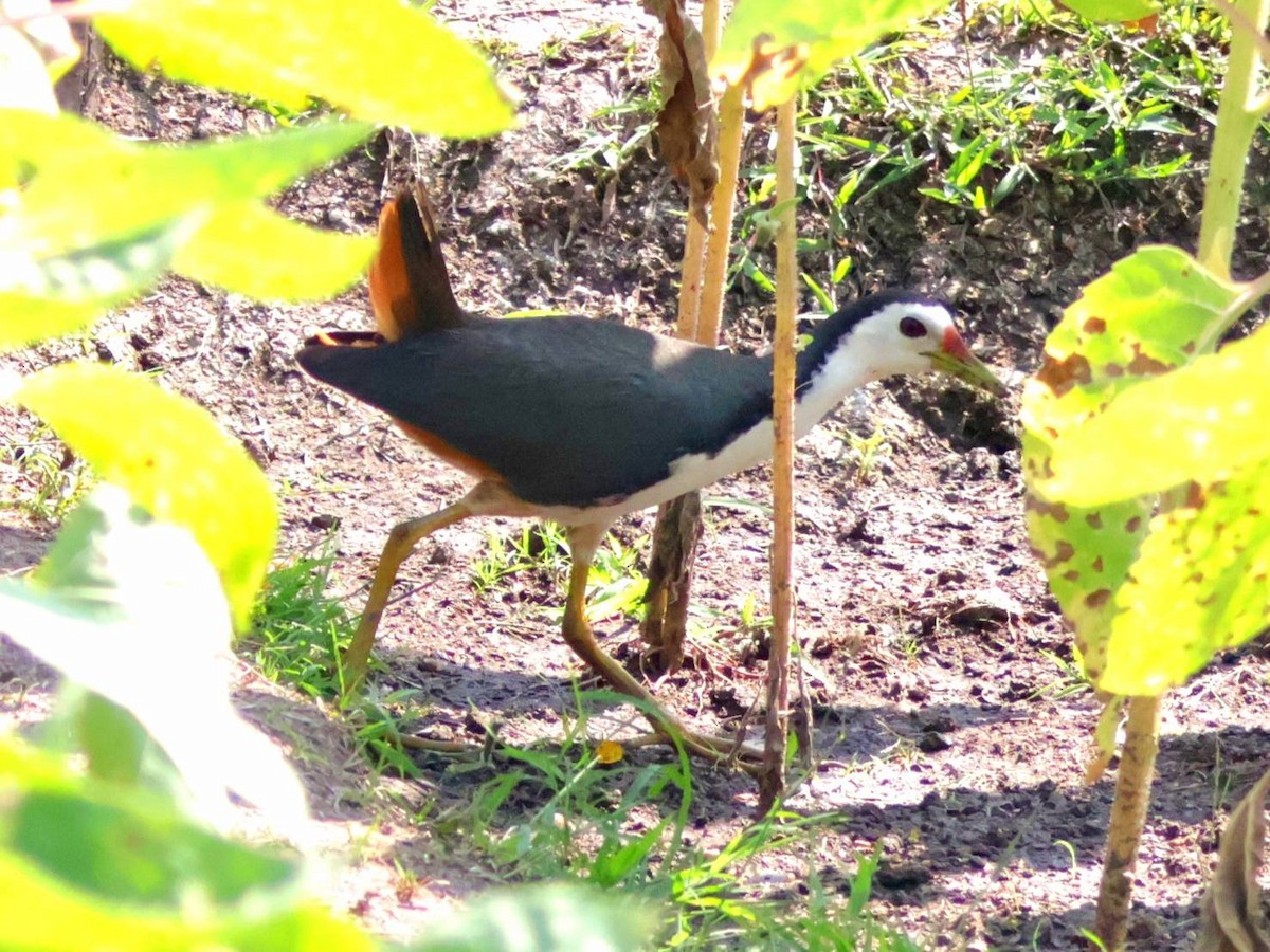 White-breasted Waterhen - ML613638250