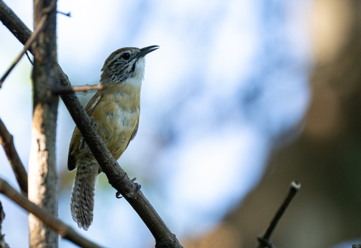 Happy Wren - ML613638267