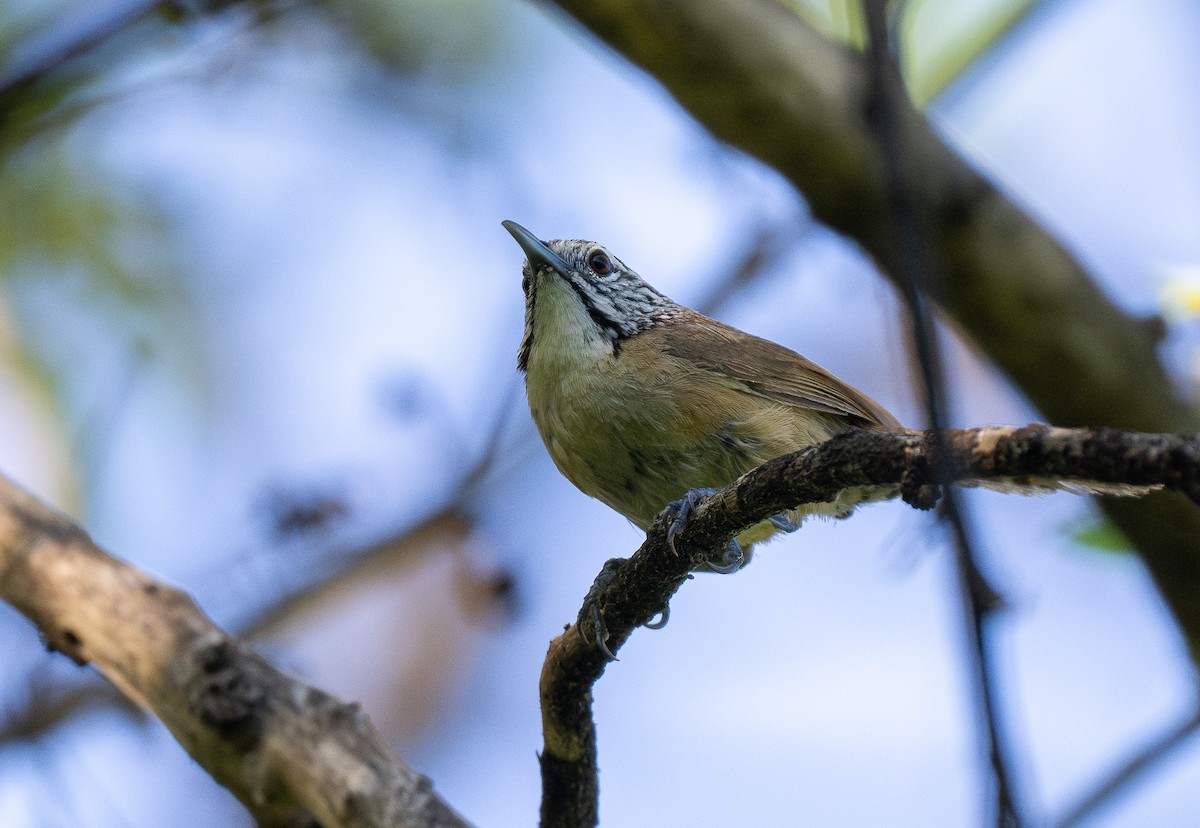 Happy Wren - ML613638268