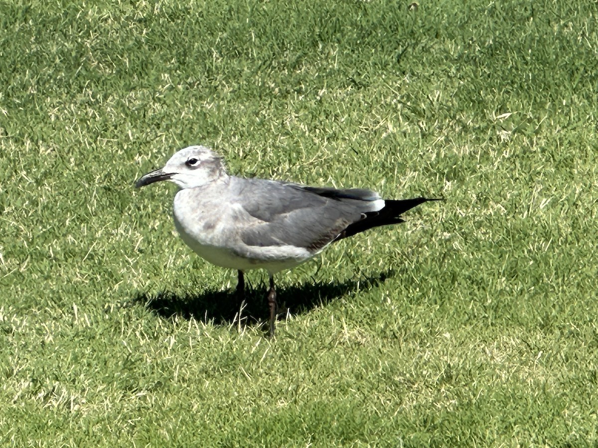 Mouette atricille - ML613638313