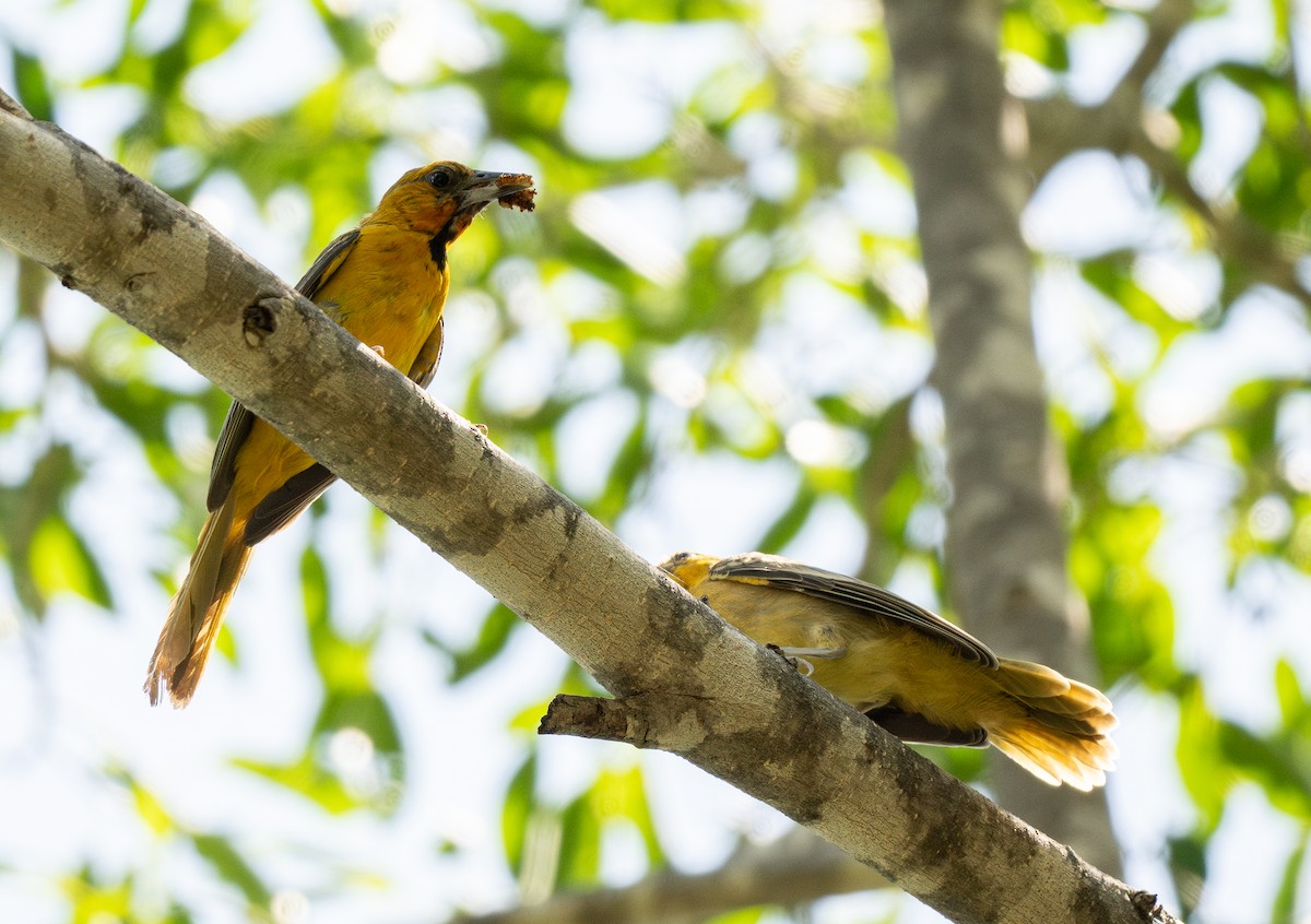 Streak-backed Oriole - ML613638341