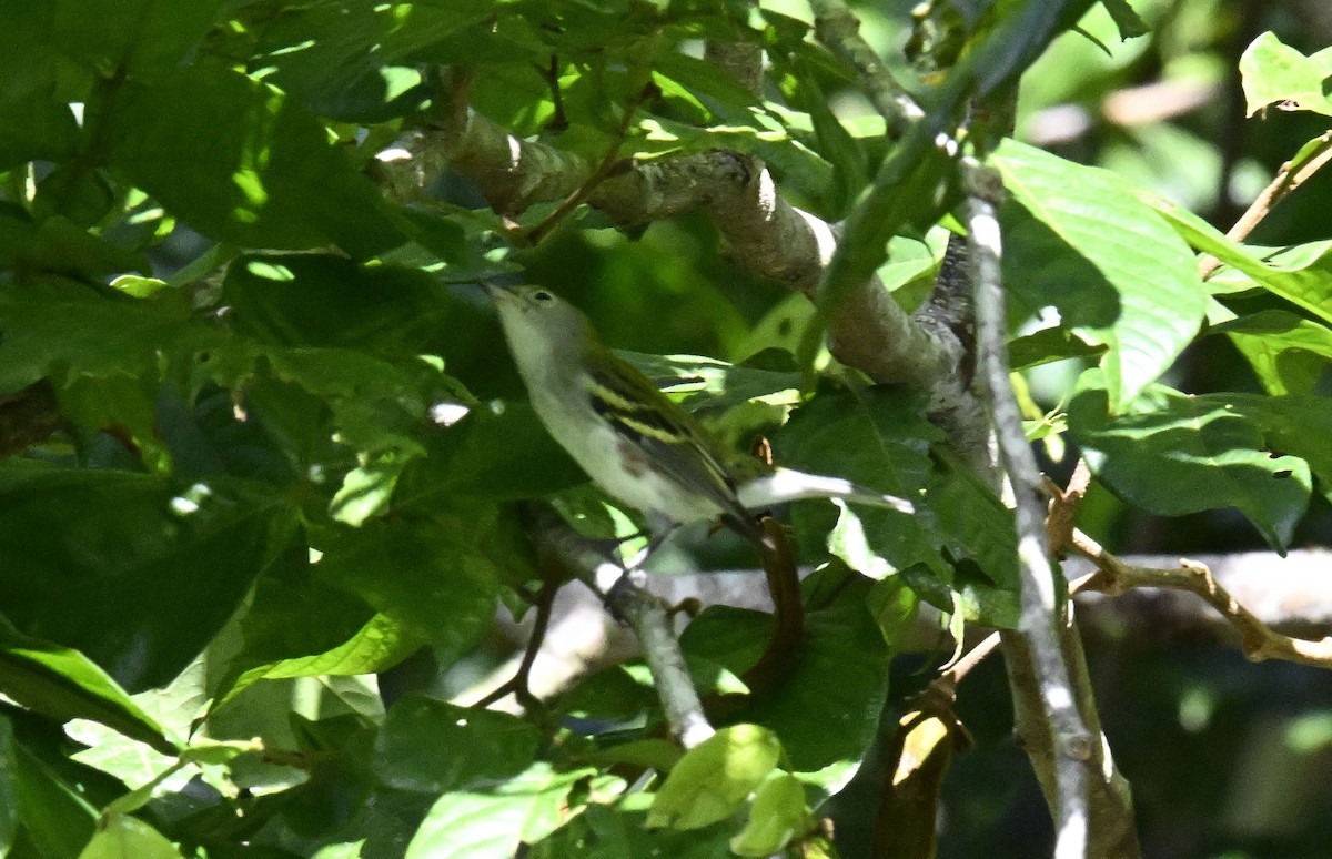 Chestnut-sided Warbler - ML613638358