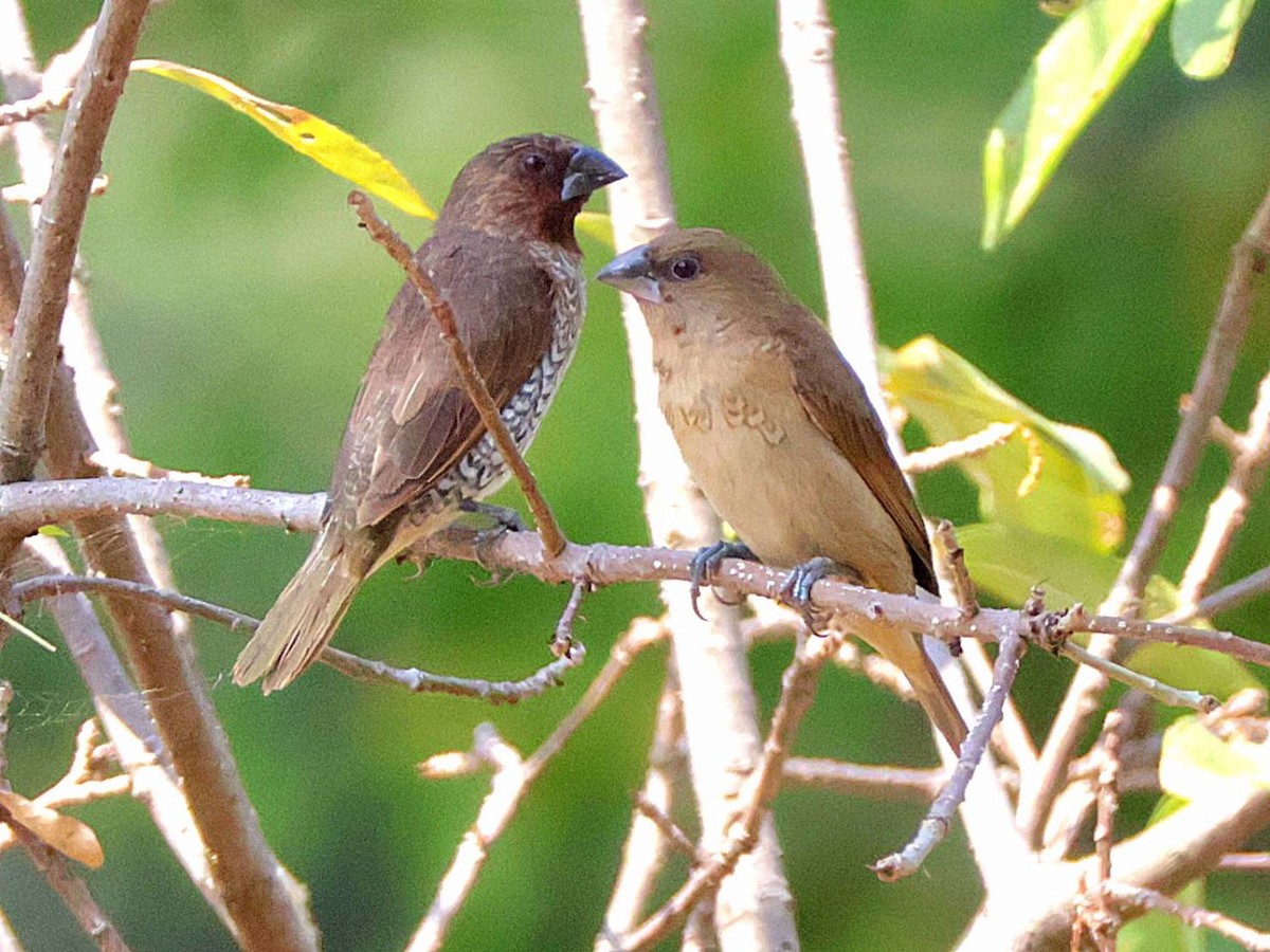 Scaly-breasted Munia - ML613638368