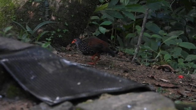 Цейлонская шпорцевая курица - ML613638386