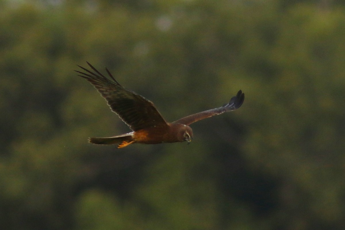 Pied Harrier - ML613638388