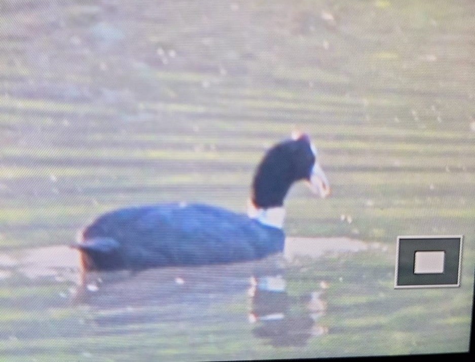 Red-knobbed Coot - SEO Caceres