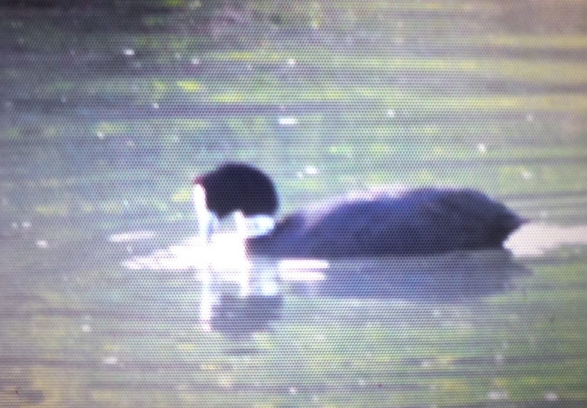 Red-knobbed Coot - ML613638391