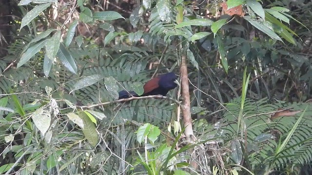 Green-billed Coucal - ML613638435