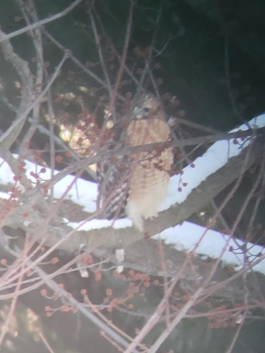 Red-shouldered Hawk - Ted Keen