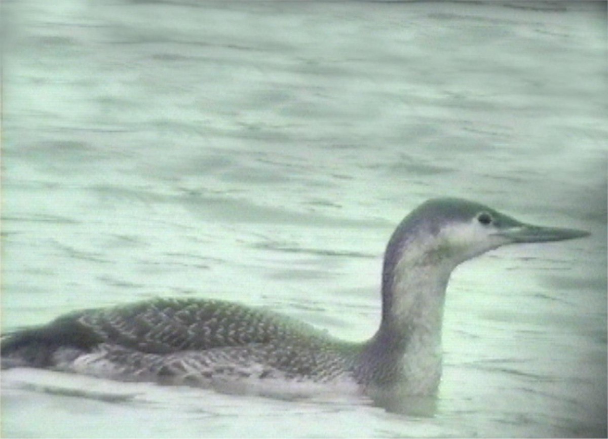 Red-throated Loon - ML613638468