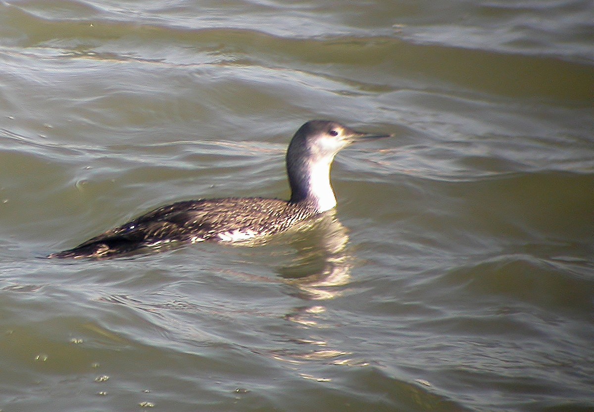 Red-throated Loon - Delfin Gonzalez