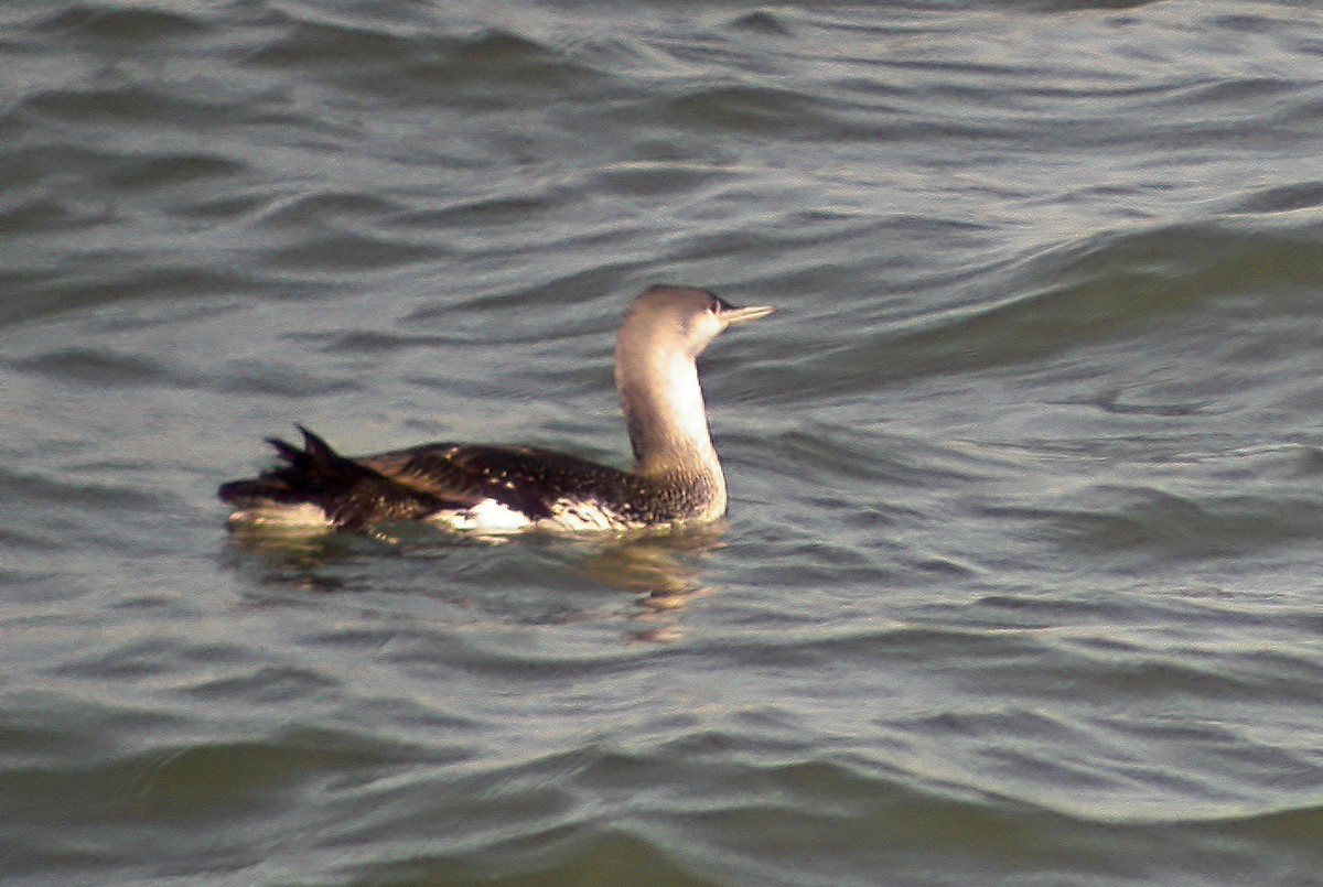 Red-throated Loon - ML613638488