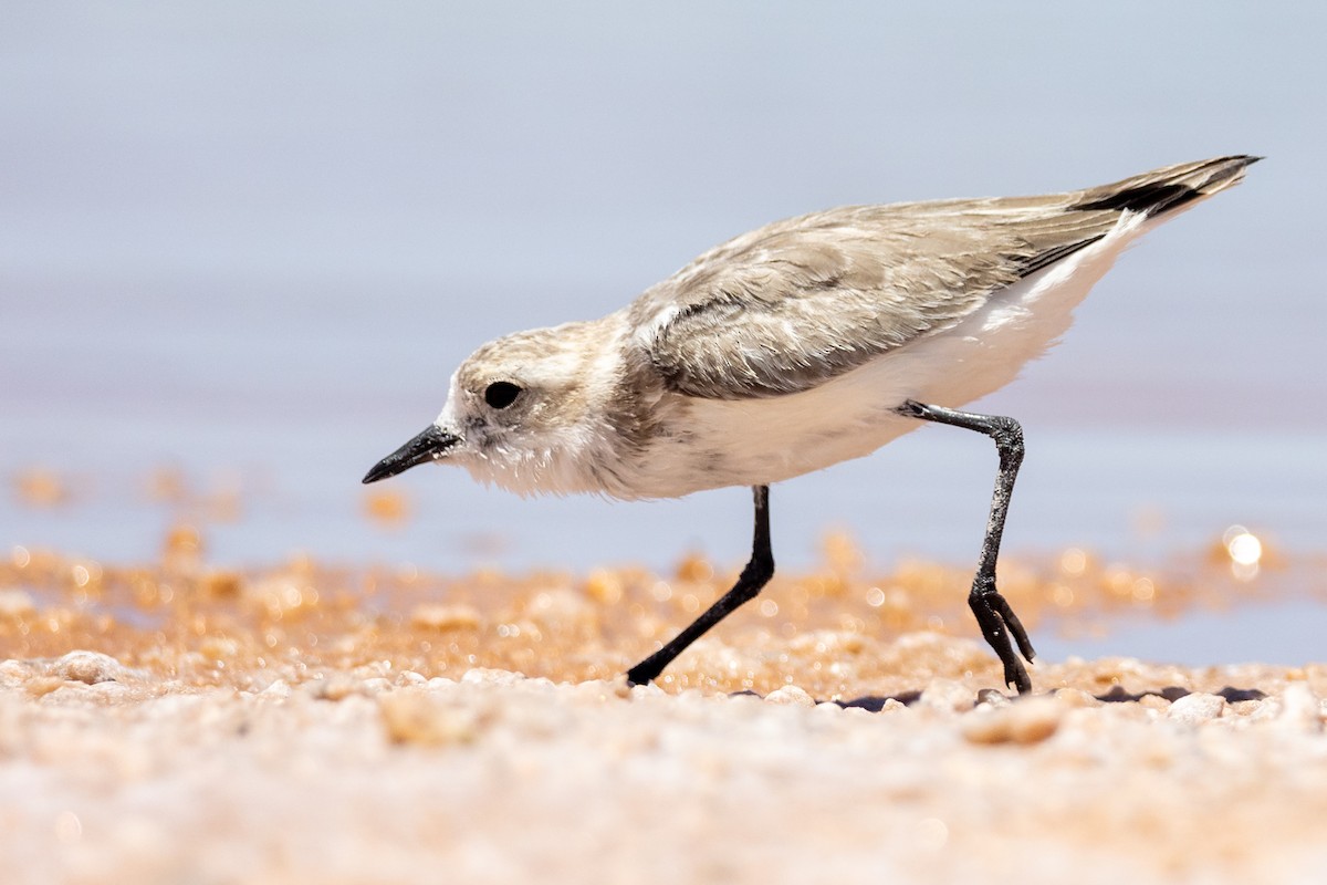 Puna Plover - ML613638726