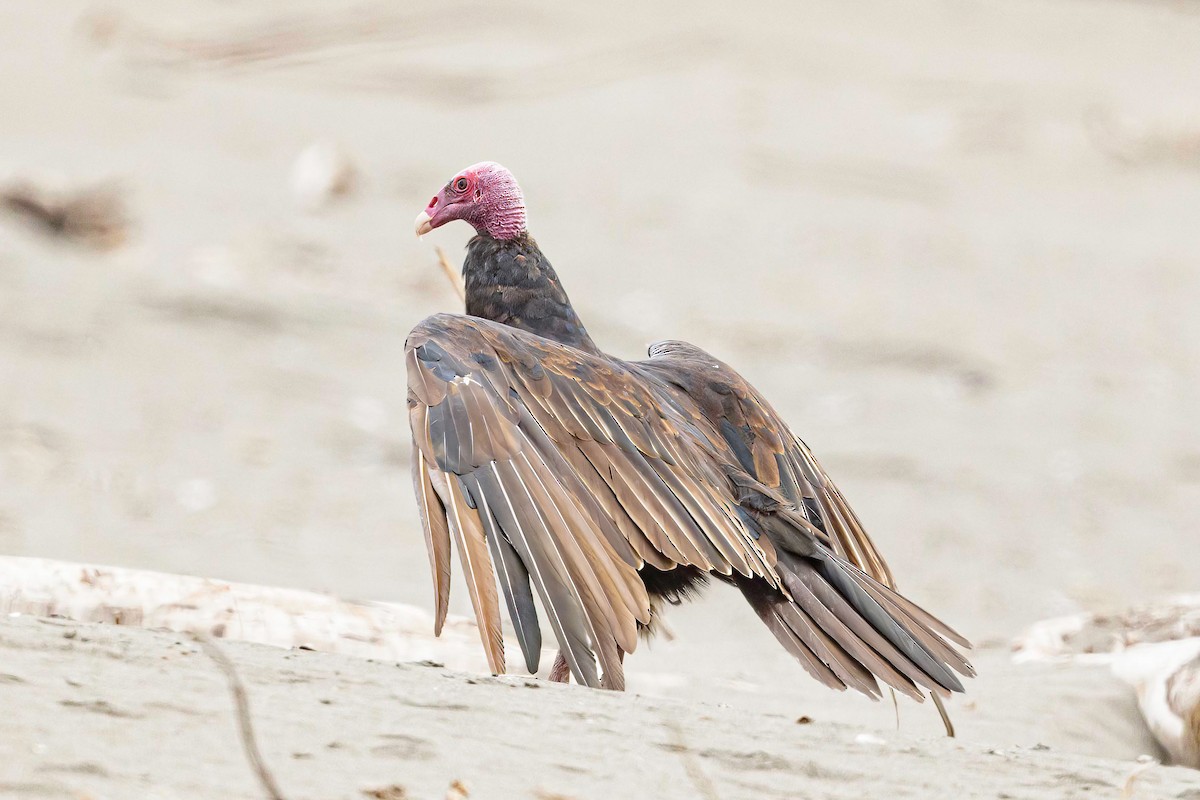 Turkey Vulture - ML613638754