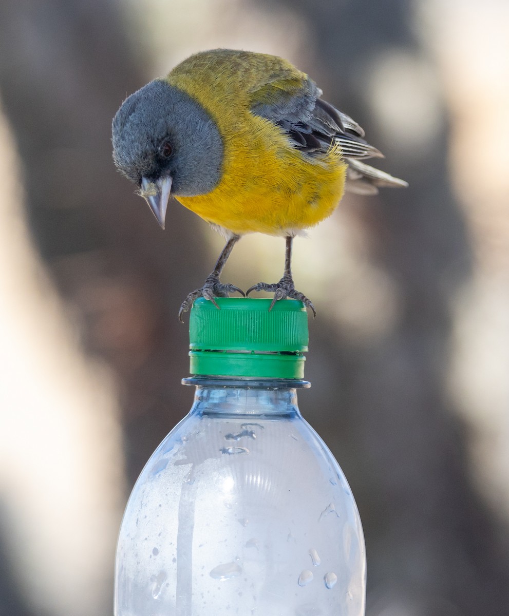 Gray-hooded Sierra Finch - ML613638767