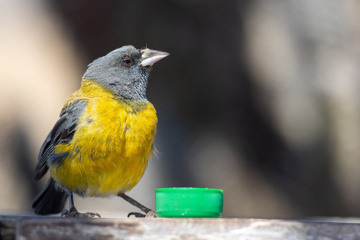 Gray-hooded Sierra Finch - ML613638768