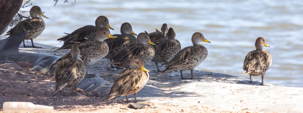 Yellow-billed Pintail - ML613638811