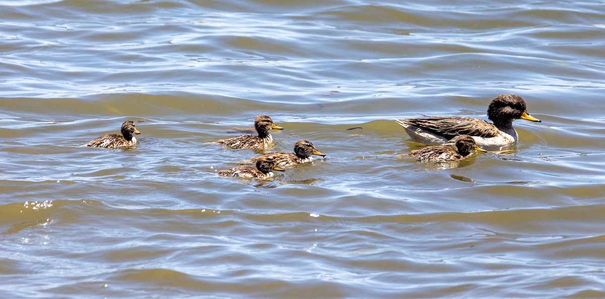 Yellow-billed Teal - ML613638822