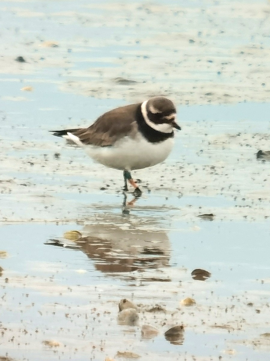 Common Ringed Plover - ML613638823