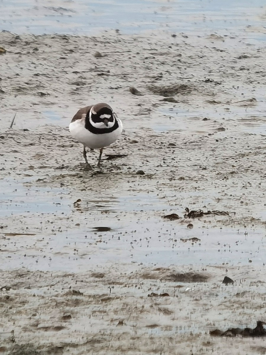 Common Ringed Plover - ML613638824