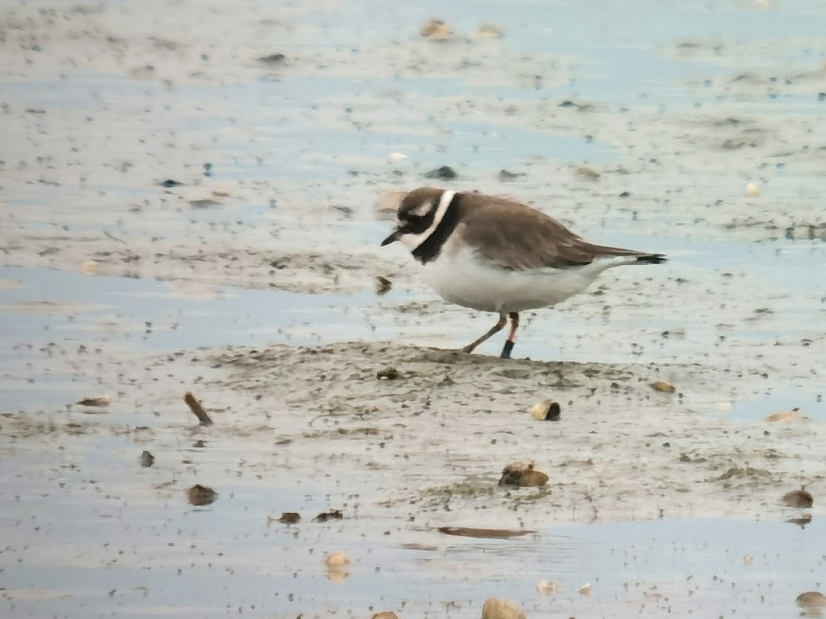 Common Ringed Plover - ML613638825