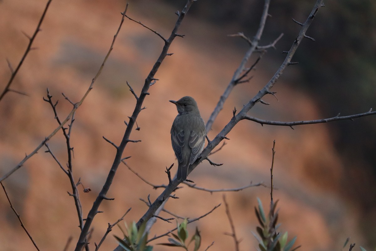 Black-throated Thrush - ML613638842