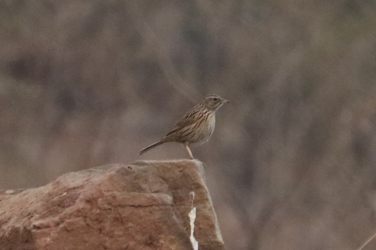 Upland Pipit - ML613638854