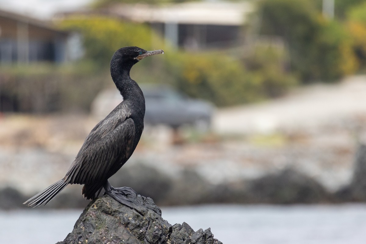 Neotropic Cormorant - ML613638858