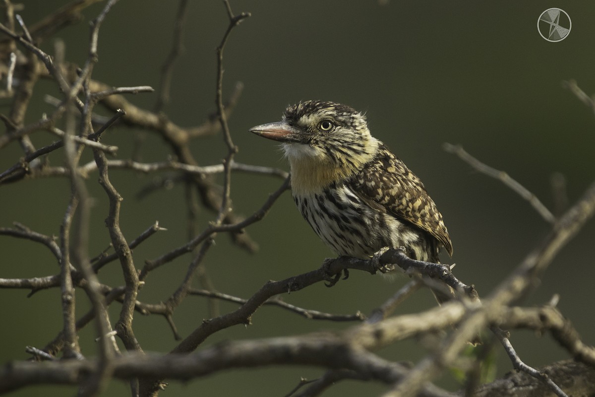 Пёстрая пуховка (striatipectus) - ML613638890