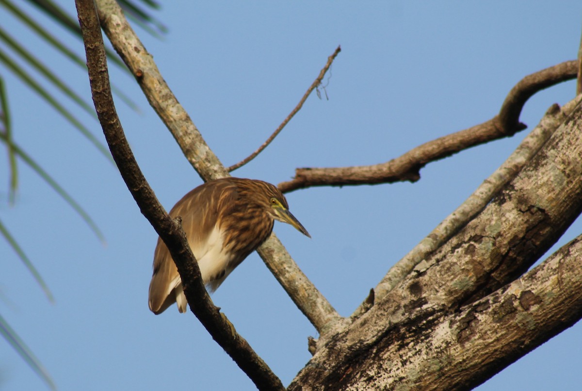 Indian Pond-Heron - ML613638912