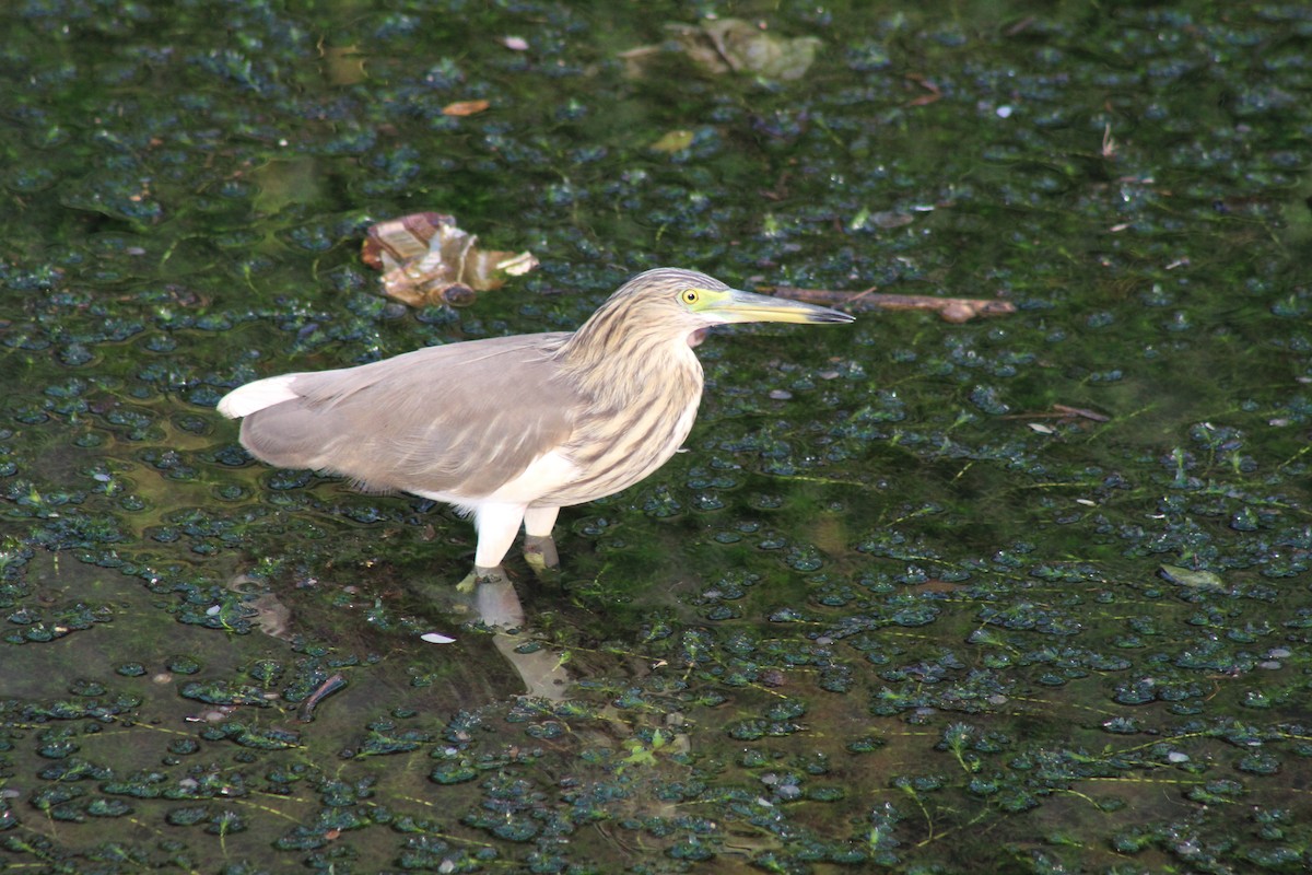 Indian Pond-Heron - ML613638913