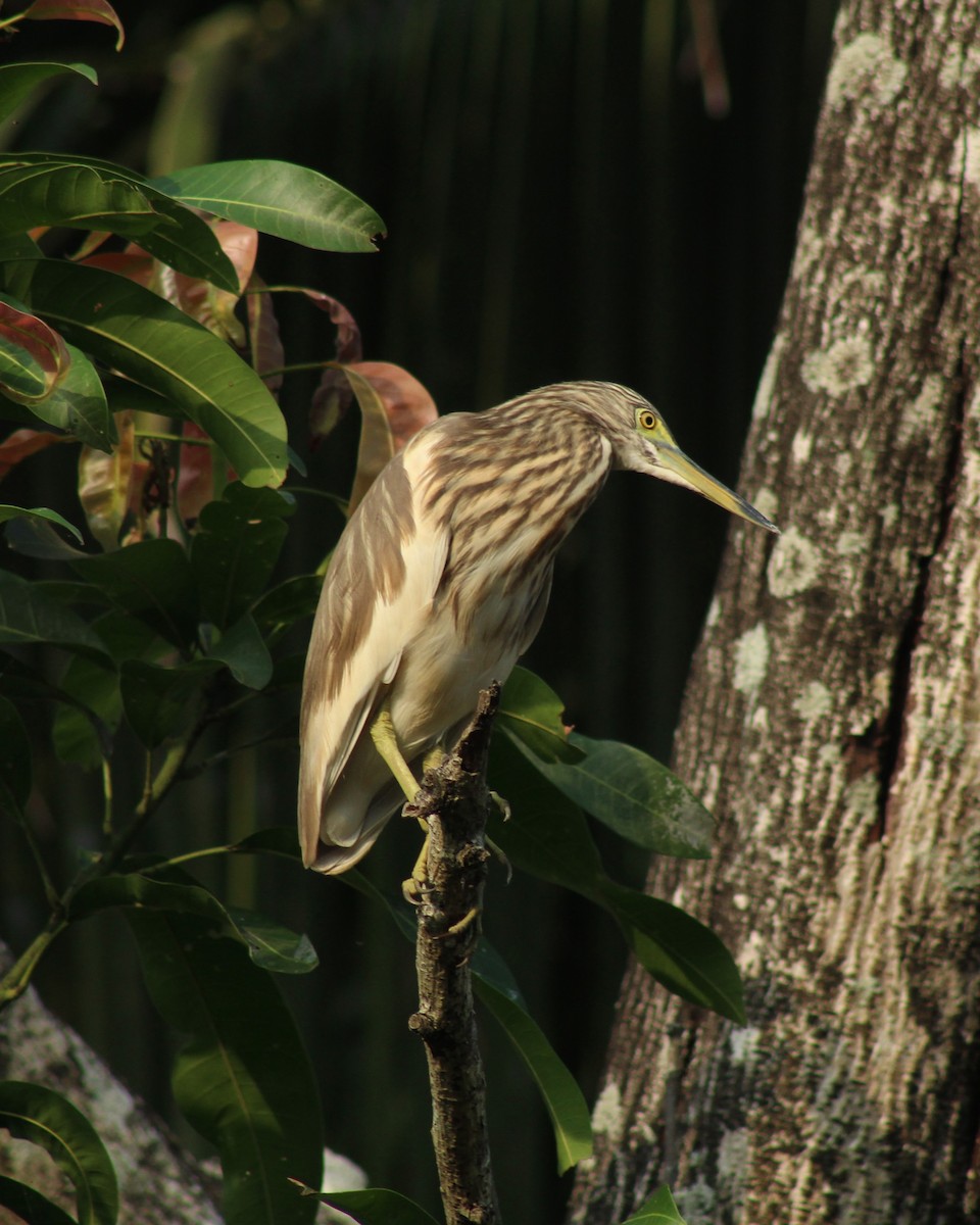 Indian Pond-Heron - ML613638914