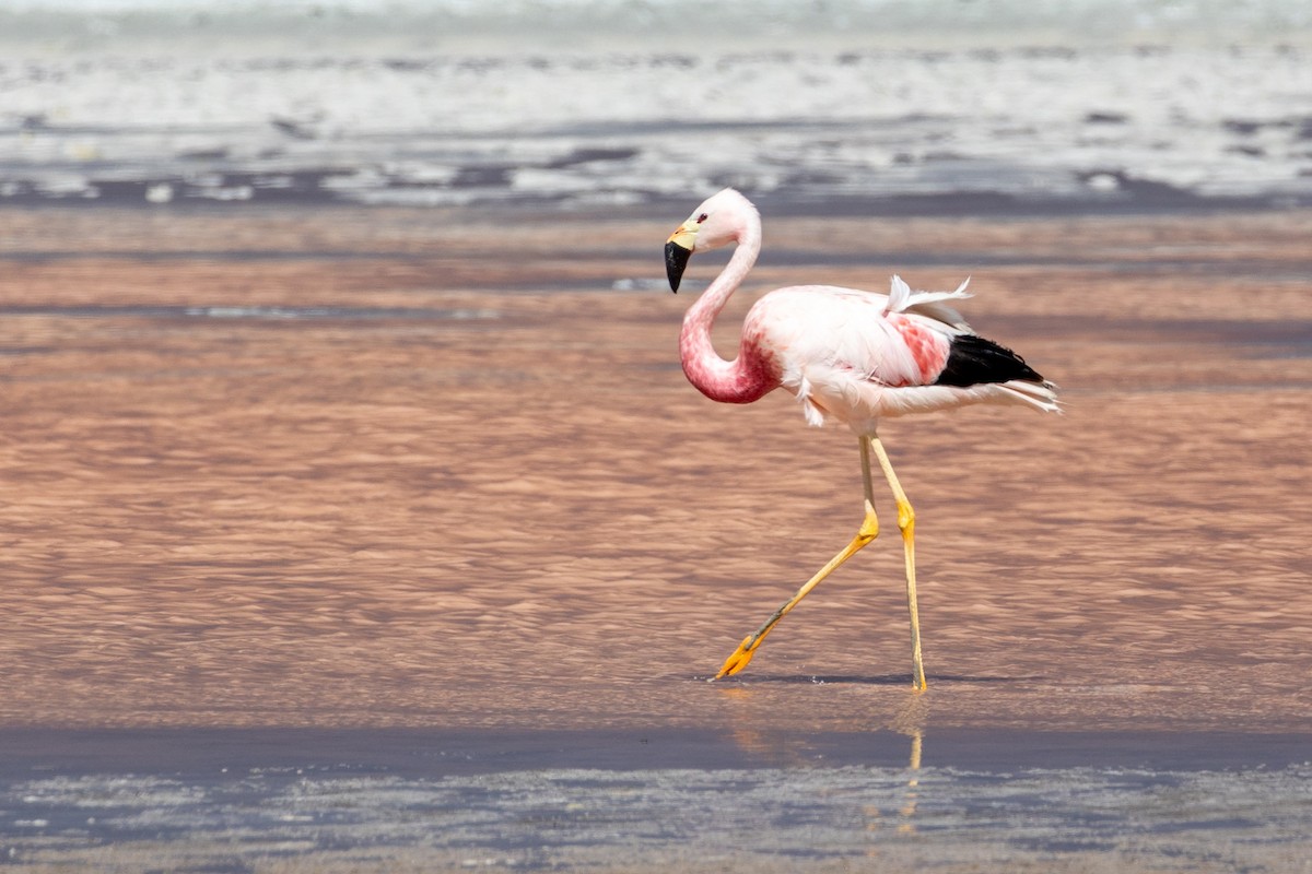 Andean Flamingo - ML613638936
