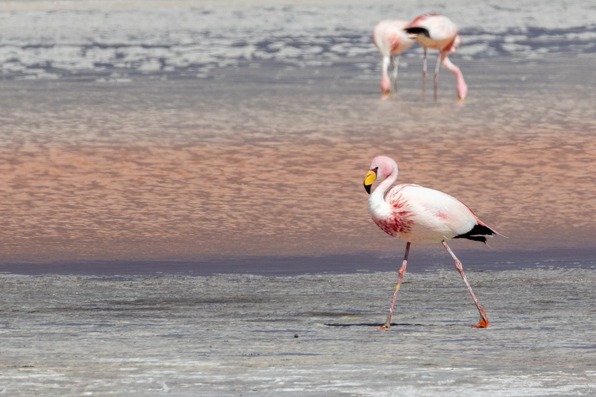 James's Flamingo - ML613638937
