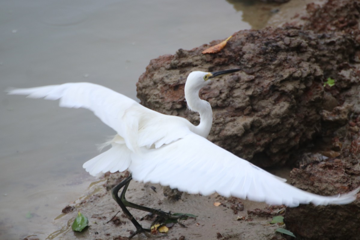 Little Egret (Australasian) - ML613638971