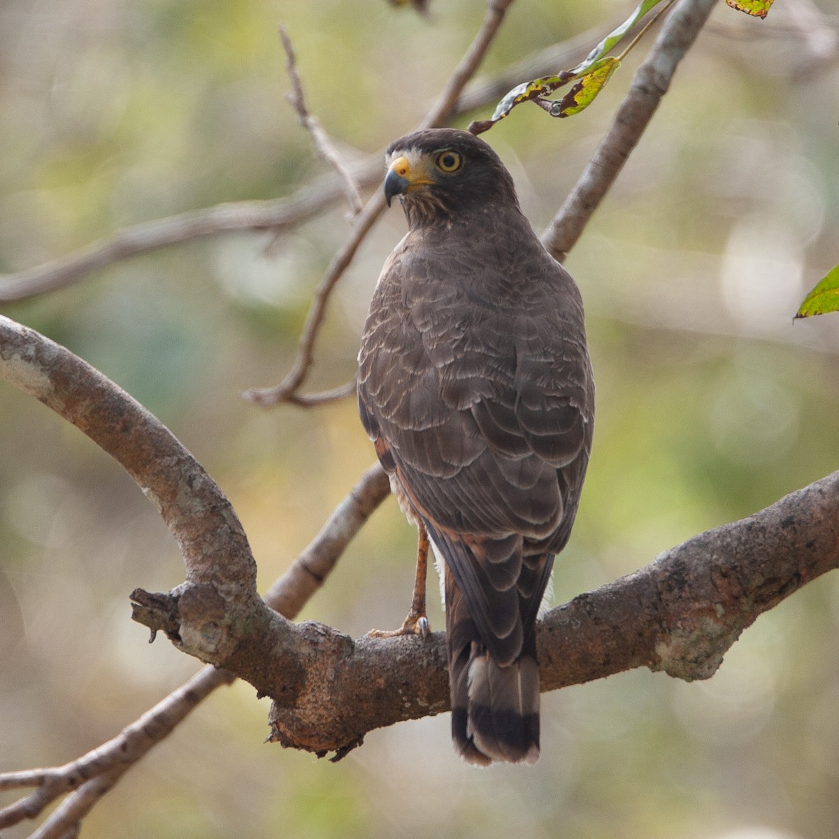 Roadside Hawk - Werner Suter