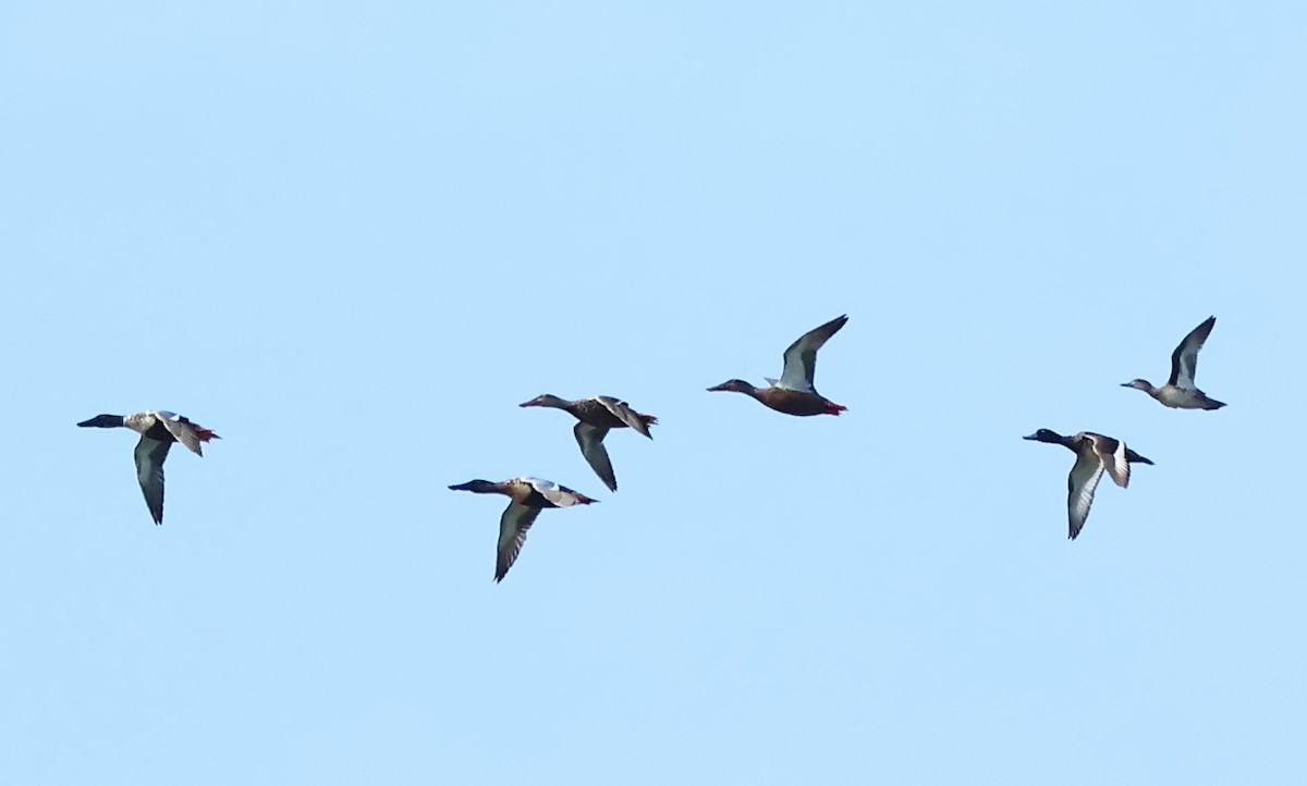 Northern Shoveler - ML613638989