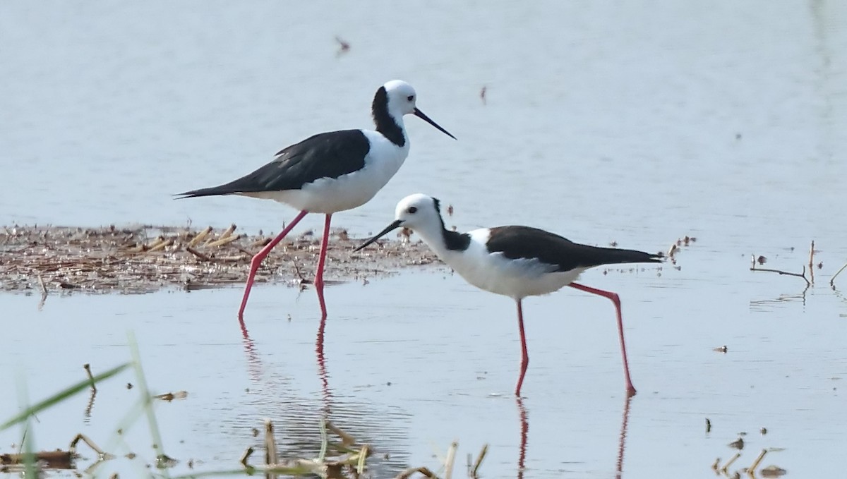 Pied Stilt - ML613638993