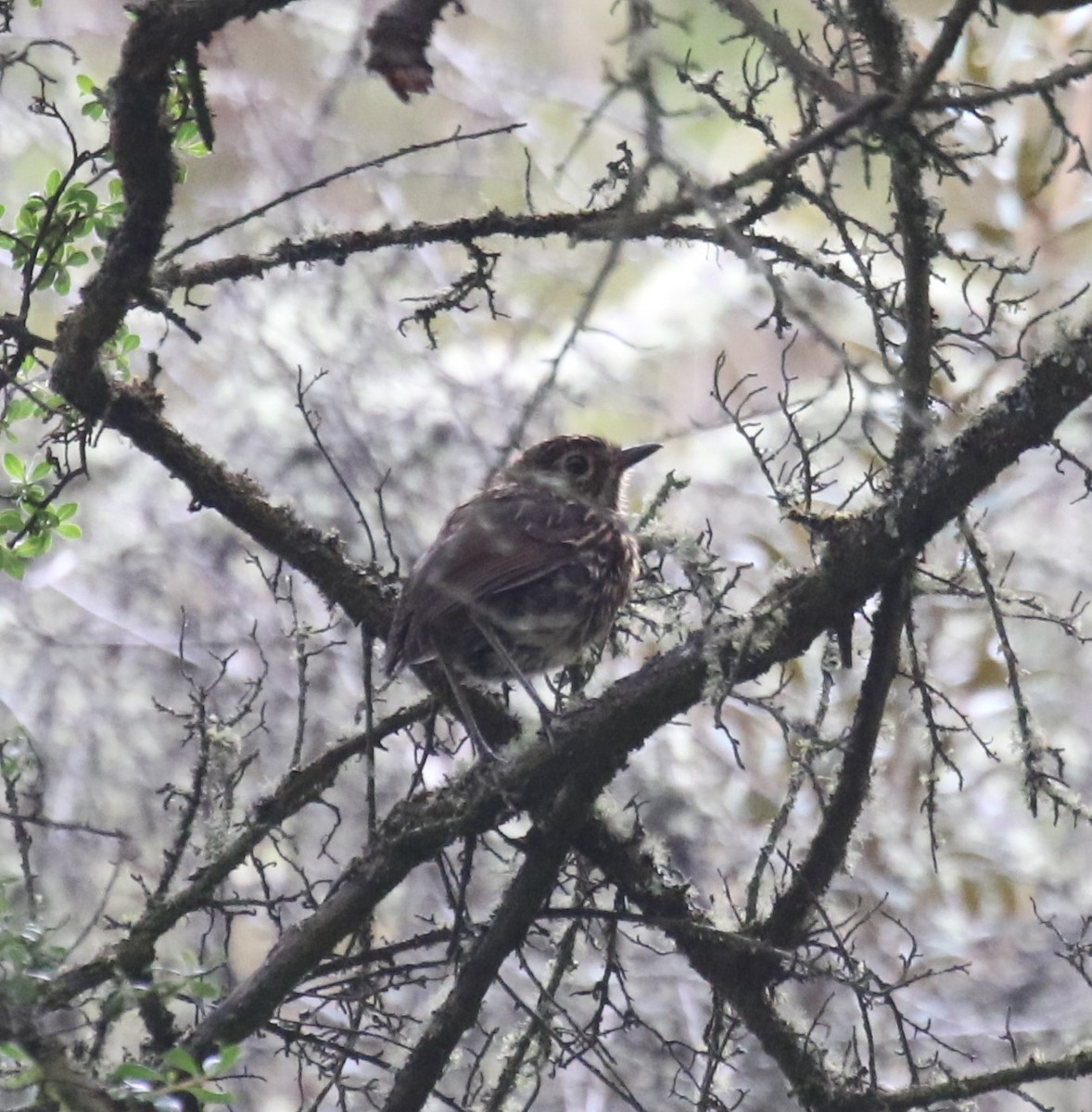 Stripe-headed Antpitta - ML613639035