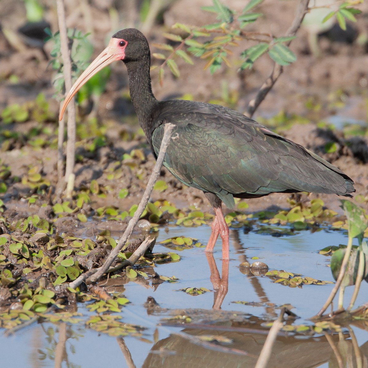 rødmaskeibis - ML613639054