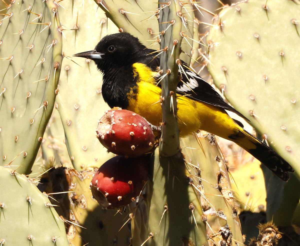 Scott's Oriole - ML613639066