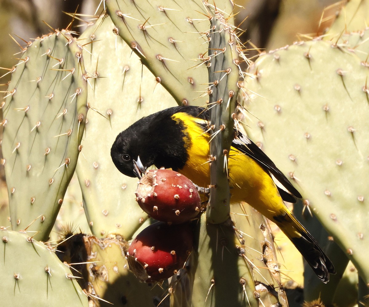 Scott's Oriole - ML613639067