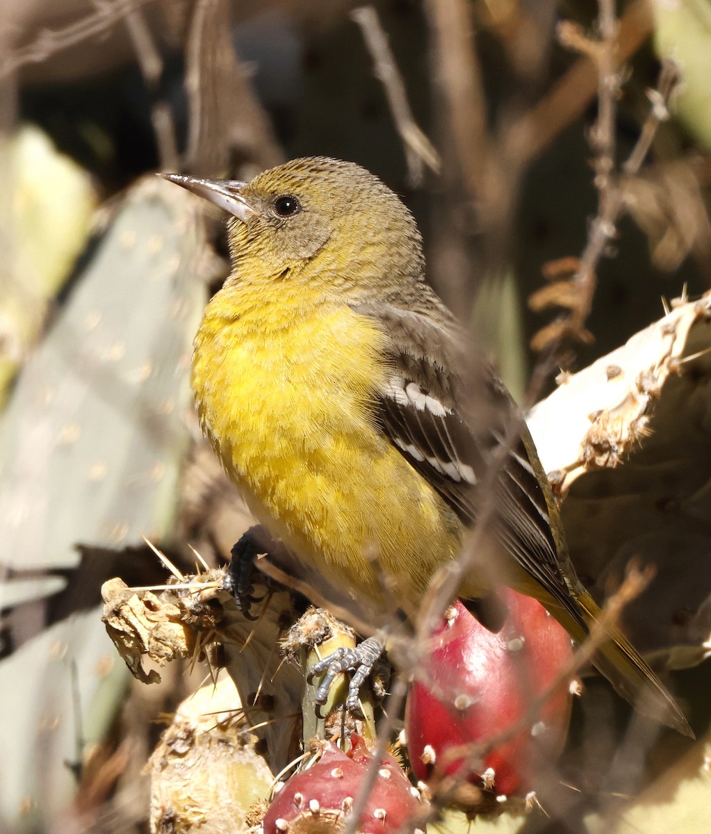 Oriole jaune-verdâtre - ML613639070