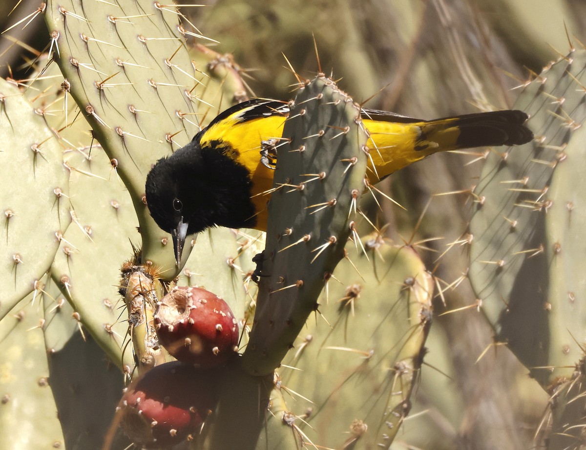 Oriole jaune-verdâtre - ML613639072